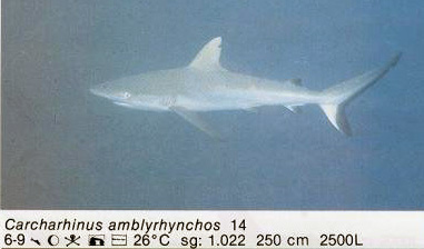 Carcharhinus amblyrhynchos
